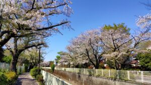 神田川沿いの桜並木と遊歩道