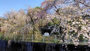 神田川沿いのソメイヨシノとシダレザクラ