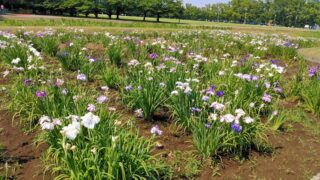 別府沼公園のハナショウブ