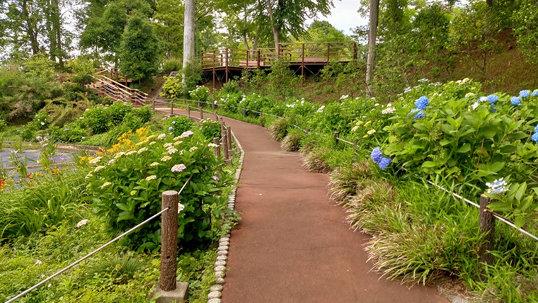 川口市立グリーンセンターの紫陽花