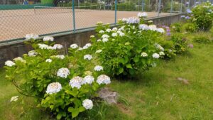 岩槻城址公園テニスコート近くのの紫陽花