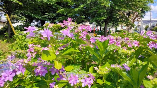 中原公園の紫陽花