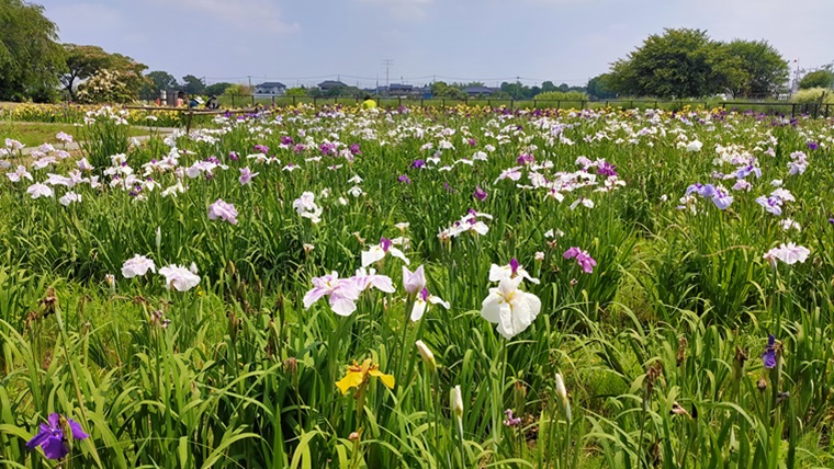 菖蒲城址あやめ園のハナショウブ