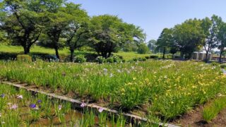 上尾丸山公園の花菖蒲