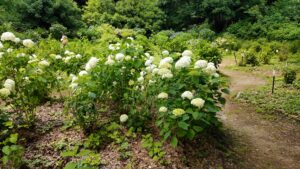 薬師池公園アジサイ園の紫陽花