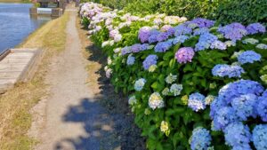 葛西用水の紫陽花