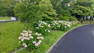 埼玉スタジアム2002公園の紫陽花