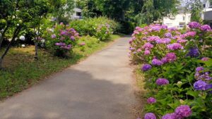 玉川上水第二公園の紫陽花