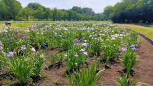 別府沼公園の菖蒲田