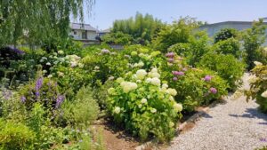 箕甲山保安寺の白い紫陽花