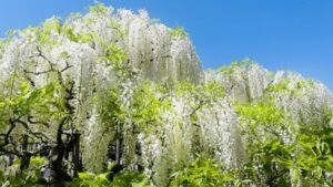 白い藤の花