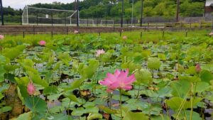 毛呂山町総合公園のハスとグランド