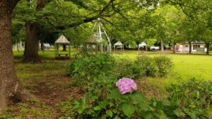 岩槻城址公園駐車場近くの紫陽花