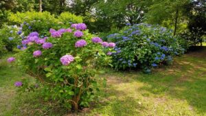 大宮第二公園のアジサイ園の紫陽花