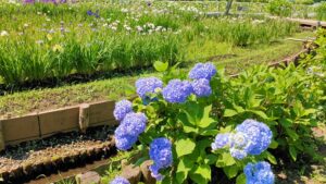 上尾丸山公園の紫陽花