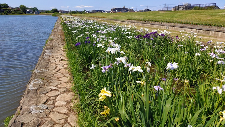 葛西用水の花菖蒲