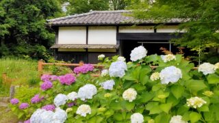 岩槻城址公園の城門と紫陽花