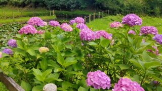 薬師池公園アジサイ園の紫陽花