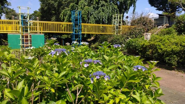 玉川上水第三公園の紫陽花と遊具