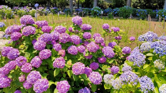 堀之内妙法寺の紫陽花