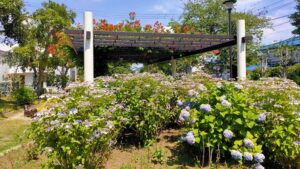 玉川上水第三公園の紫陽花とノウゼンカズラ