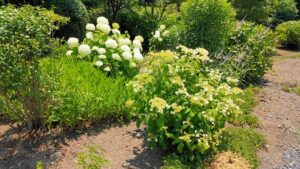 箕甲山保安寺の紫陽花と通路