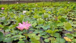 毛呂山町総合公園のピンクのハス