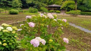 川口市立グリーンセンターの紫陽花と四阿