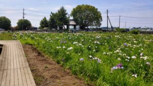 菖蒲城址あやめ園の木道とハナショウブ