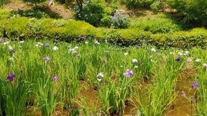 薬師池公園のハナショウブと紫陽花