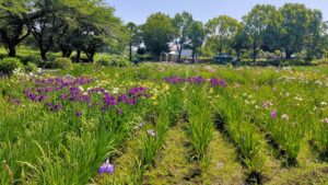 上尾丸山公園の花菖蒲