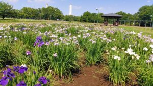 別府沼公園のハナショウブと休憩所