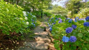 玉川上水永泉寺緑地の紫陽花