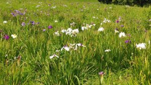 大宮第二公園菖蒲園のハナショウブ