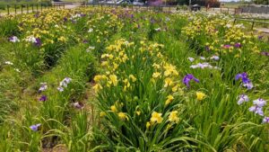 菖蒲城址あやめ園の色とりどりのハナショウブ