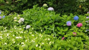 川口市立グリーンセンターの紫陽花と半夏生