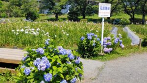 上尾丸山公園の花菖蒲田