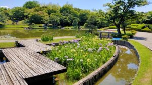 花田苑の花菖蒲と池