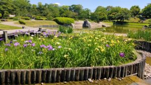 花田苑の花菖蒲