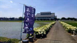 紫陽花の遊歩道と騎西総合体育館