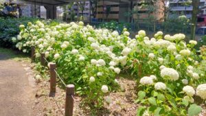 玉川上水永泉寺緑地のアナベル