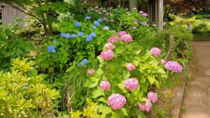 薬師池公園ハナショウブ田の紫陽花