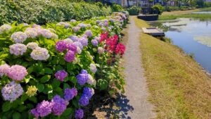 葛西用水の色とりどりの紫陽花