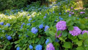 町田えびね苑の紫陽花