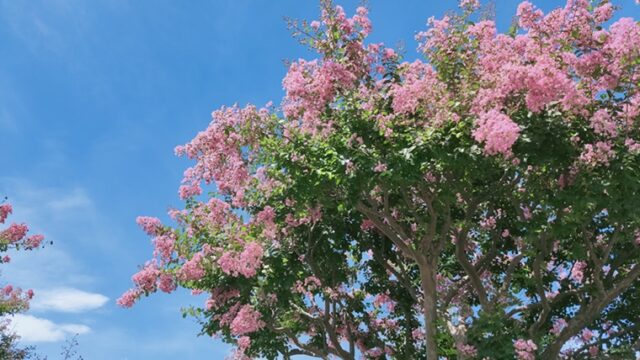 上尾運動公園のサルスベリ