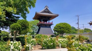 能護寺の鐘楼と紫陽花