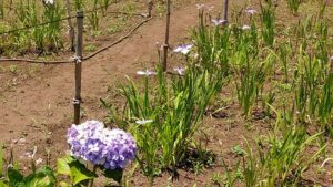 堀之内妙法寺の花菖蒲と紫陽花