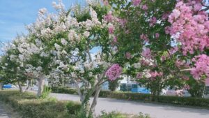 上尾運動公園のサルスベリの街路樹