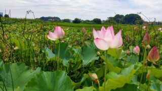 内牧黒沼公園のハス