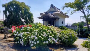 能護寺の紫陽花の景色